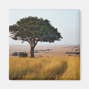 Enkele acaciaboom op grazige vlaktes, Masai Mara, Magneet