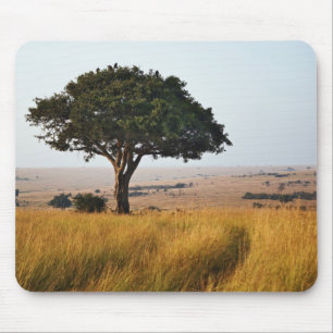 Enkele acaciaboom op grazige vlaktes, Masai Mara, Muismat