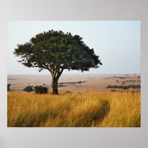 Enkele acaciaboom op grazige vlaktes, Masai Mara, Poster