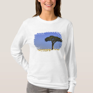 Enkele acaciaboom op grazige vlaktes, Masai Mara, T-shirt