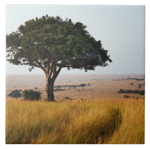 Enkele acaciaboom op grazige vlaktes, Masai Mara, Tegeltje