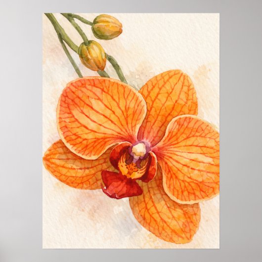 Enkele Bloem Mot Orchidee Botanisch Poster (Voorkant)