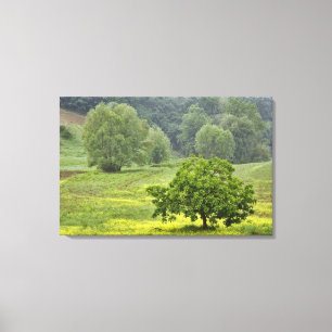 Enkele boom in landbouwveld, Toscane, 2 Canvas Afdruk