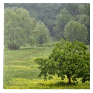 Enkele boom in landbouwveld, Toscane, 2 Tegeltje