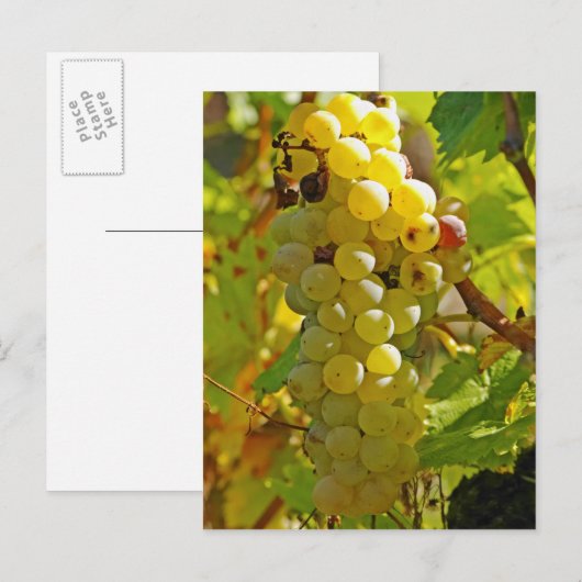 Enkele Chasselas in de wijngaard - lang aangeplant Briefkaart (Voorkant / Achterkant)