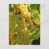 Enkele Chasselas in de wijngaard - lang aangeplant Briefkaart (Voorkant)