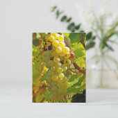 Enkele Chasselas in de wijngaard - lang aangeplant Briefkaart (Staand voorkant)