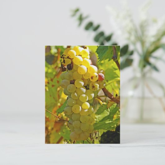 Enkele Chasselas in de wijngaard - lang aangeplant Briefkaart (Staand voorkant)