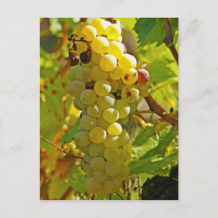 Enkele Chasselas in de wijngaard - lang aangeplant Briefkaart