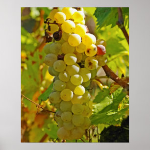 Enkele Chasselas in de wijngaard - lang aangeplant Poster
