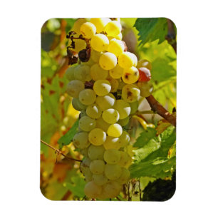 Enkele Chasselas in de wijngaard - lang geleden ge Magneet