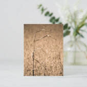 Enkele Cornstalk in het veld Briefkaart (Staand voorkant)