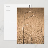Enkele Cornstalk in het veld Briefkaart (Voorkant / Achterkant)