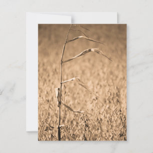 Enkele Cornstalk in het veld Briefkaart
