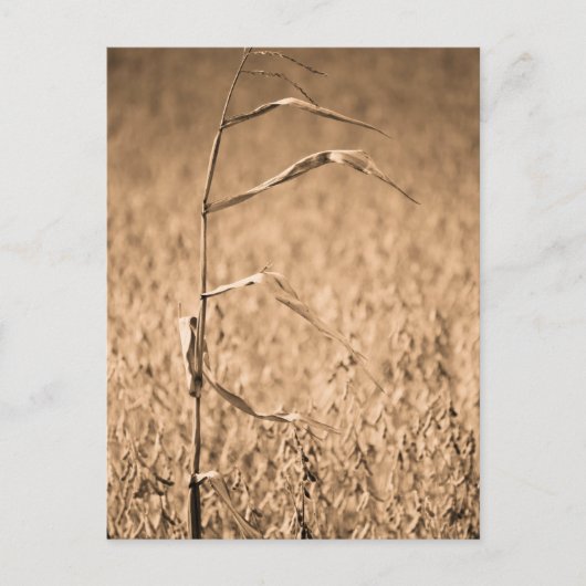 Enkele Cornstalk in het veld Briefkaart (Voorkant)