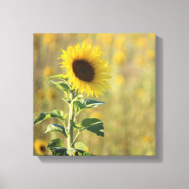 Enkele gele zonnebloem foto canvas afdruk