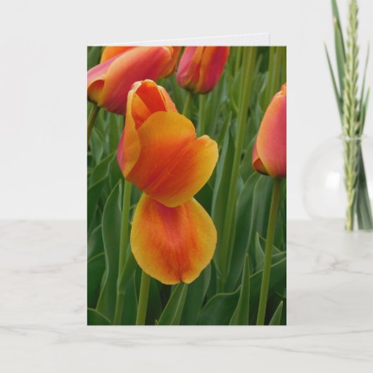 Enkele Gouden Tulp Notitiekaart (Voorkant)