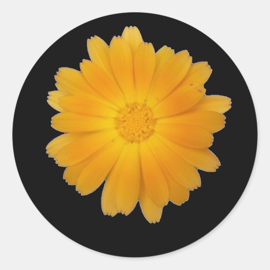 Enkele goudsbloem bloemhoofd op zwarte achtergrond ronde sticker (Voorkant)