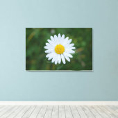 enkele grote margriet bloeiend canvas print (Insitu (Houten vloer))