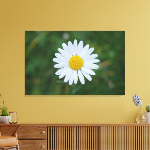 enkele grote margriet bloeiend canvas print