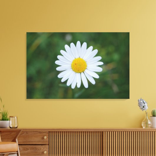 enkele grote margriet bloeiend canvas print (Insitu (Woonkamer))