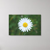 enkele grote margriet bloeiend canvas print (Voorkant)