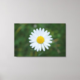 enkele grote margriet bloeiend canvas print