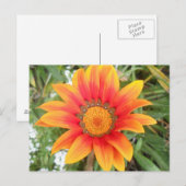 Enkele heldere oranje bloem briefkaart (Voorkant / Achterkant)
