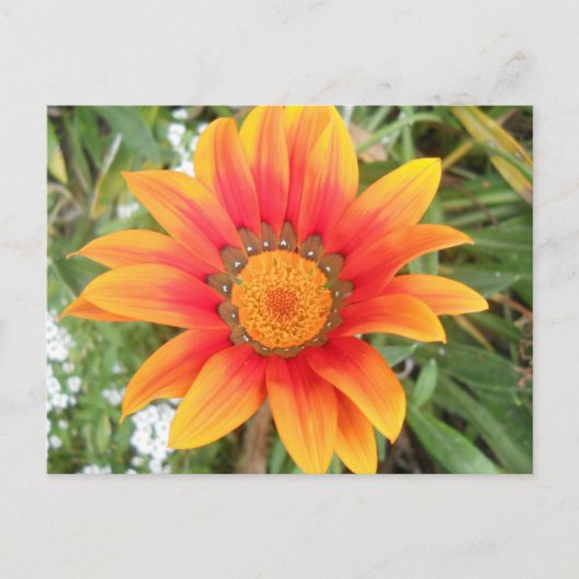 Enkele heldere oranje bloem briefkaart (Voorkant)