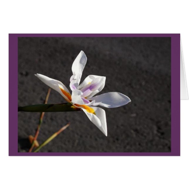 Enkele iris (Voorkant Horizontaal)