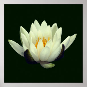 Enkele Lotusbloem Lelie Bloem Poster
