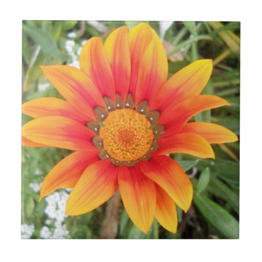 Enkele oranje bloem tegeltje (Voorkant)