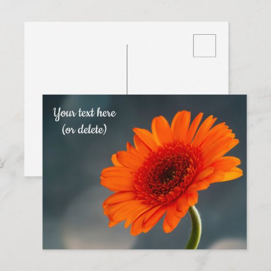 Enkele oranje Gerbera-ansichtkaart Briefkaart (Voorkant / Achterkant)