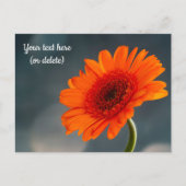 Enkele oranje Gerbera-ansichtkaart Briefkaart (Voorkant)