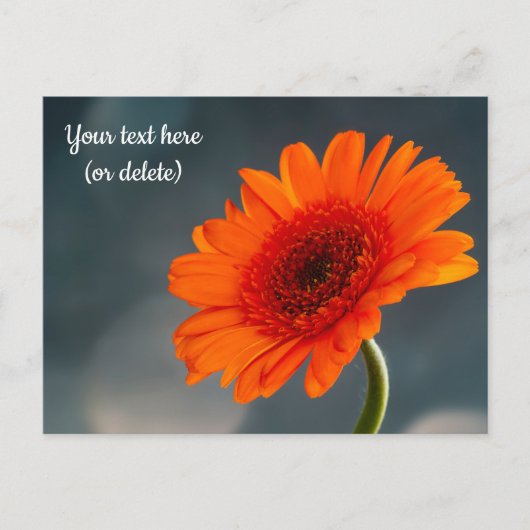 Enkele oranje Gerbera-ansichtkaart Briefkaart (Voorkant)