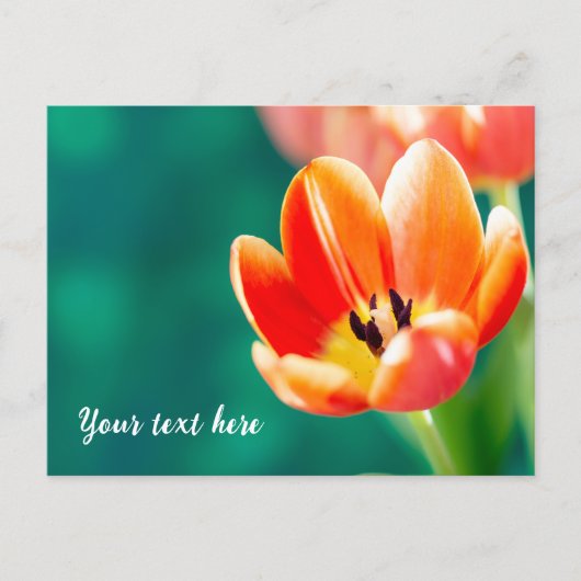 Enkele oranje tulp ansichtkaart briefkaart (Voorkant)