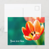 Enkele oranje tulp ansichtkaart briefkaart (Voorkant / Achterkant)