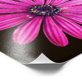 Enkele Paarse Afrikaanse Daisy Flower 8x8 Foto Afdruk (Hoek)