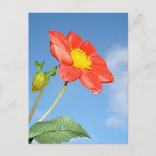 Enkele rode aardbeibloesem bloem briefkaart (Voorkant)