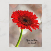 Enkele rode Gerbera-ansichtkaart Briefkaart (Voorkant)