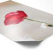 Enkele rode klaproos bloem in de zomer foto afdruk (Hoek)