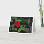 Enkele rode roos en groene bladeren kaart (Voorkant)