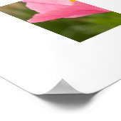 Enkele Roze Klaproos Foto Close-up Poster (Hoek)