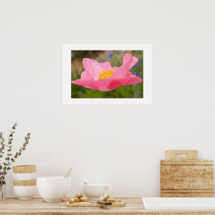 Enkele Roze Klaproos Foto Close-up Poster