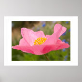 Enkele Roze Klaproos Foto Close-up Poster (Voorkant)