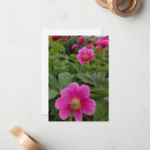 Enkele roze pioenrozen notitiekaartje (Voorkant / Achterkant in situ)