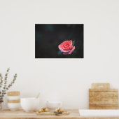 Enkele roze roos met dauw poster (Keuken)