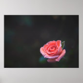 Enkele roze roos met dauw poster (Voorkant)