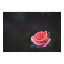 Enkele roze roos met dauw