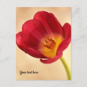 Enkele Roze Tulp Briefkaart